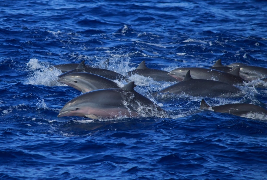 Dolphins spotted in St. Lucia