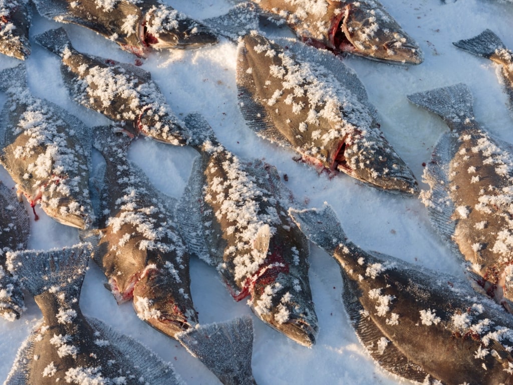 Halibut on ice