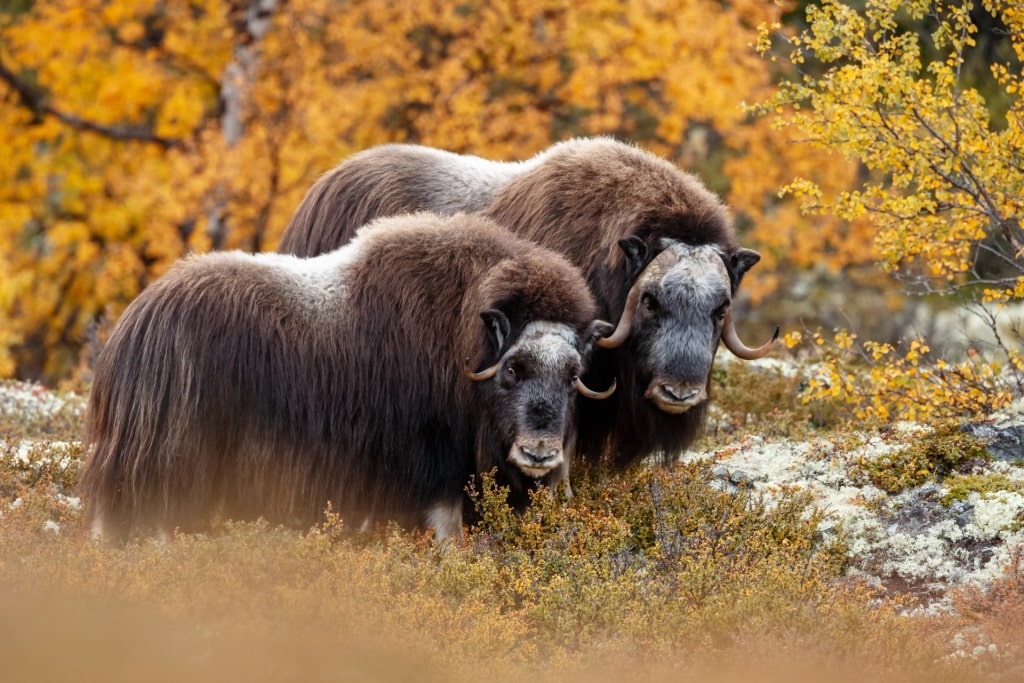 Musk ox in Greenland