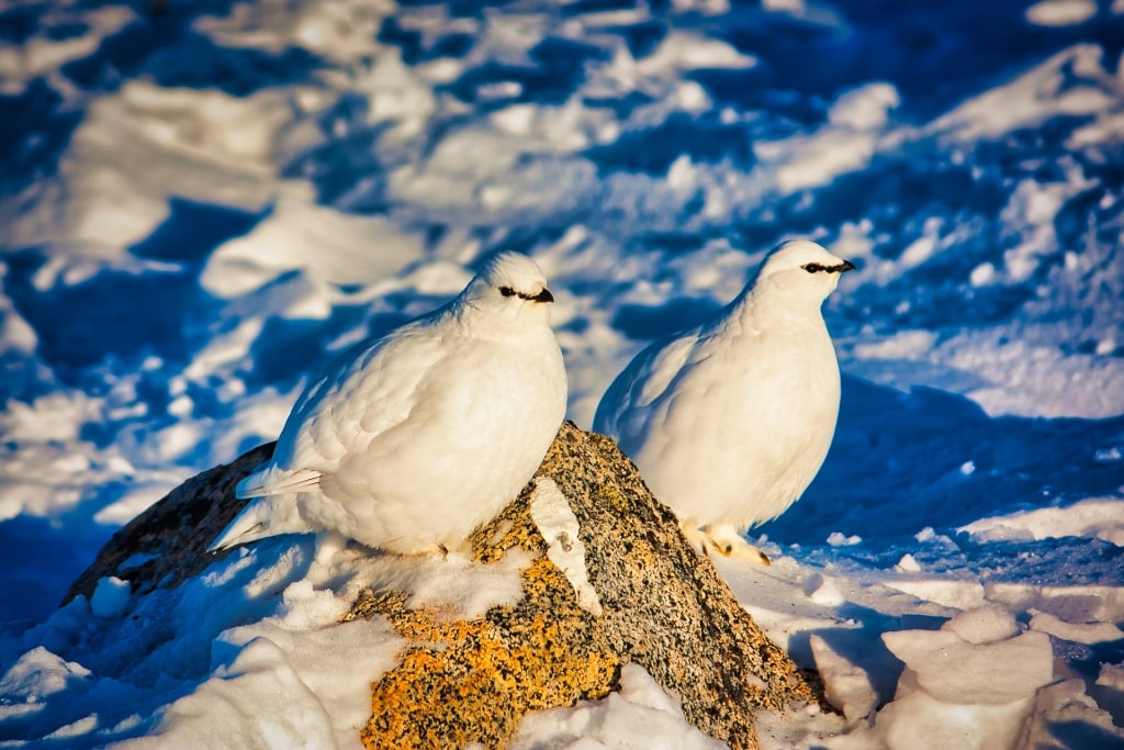 Ptarmigan on a snowy landscape