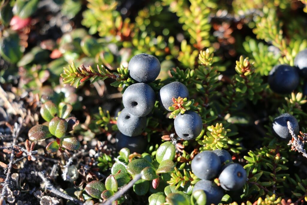 Wild berries in Greenland