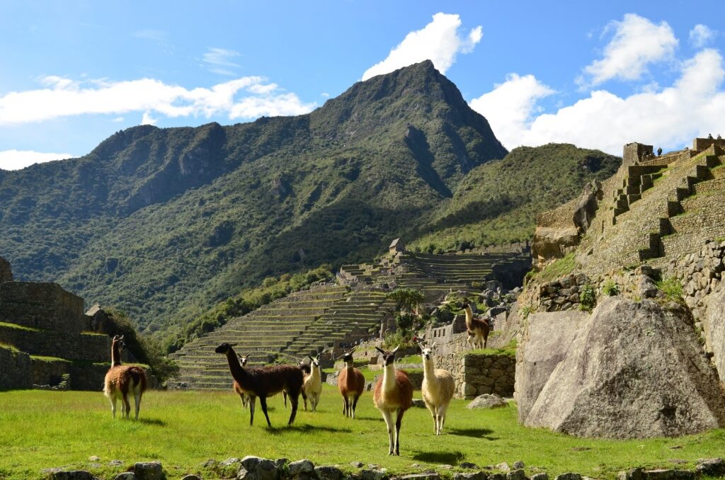 Alpacas in Machu Picchu, Peru