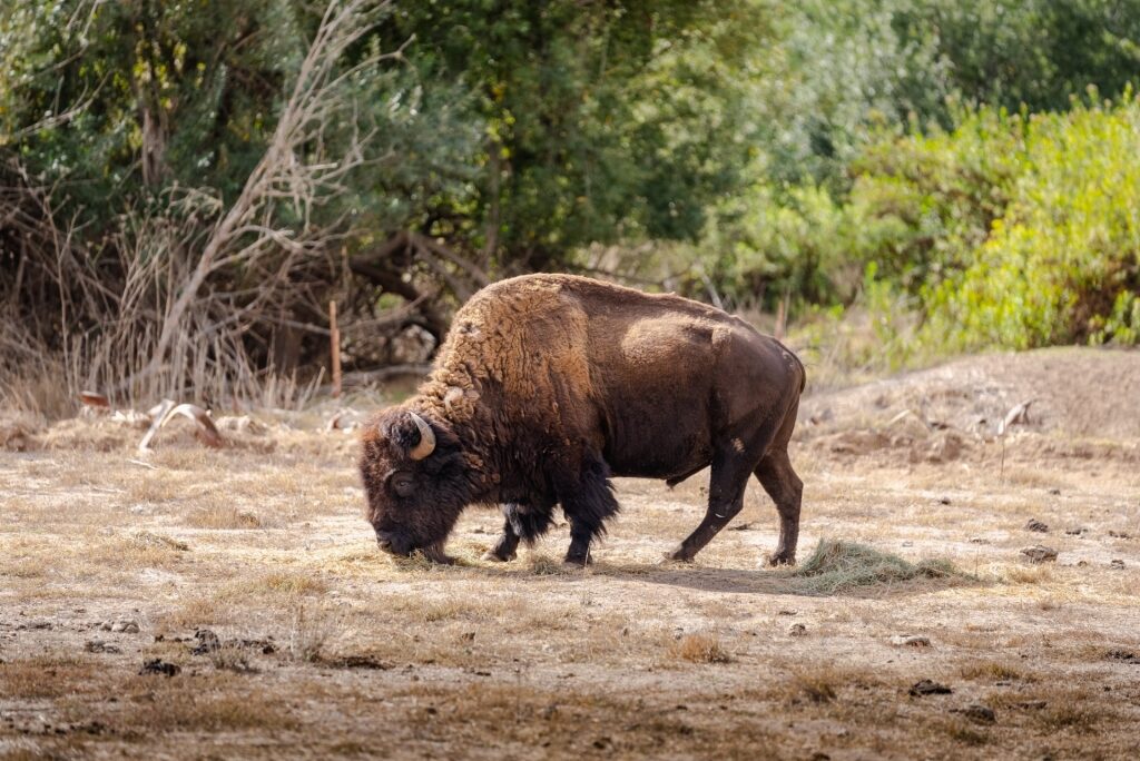 Bison in Catalina Island