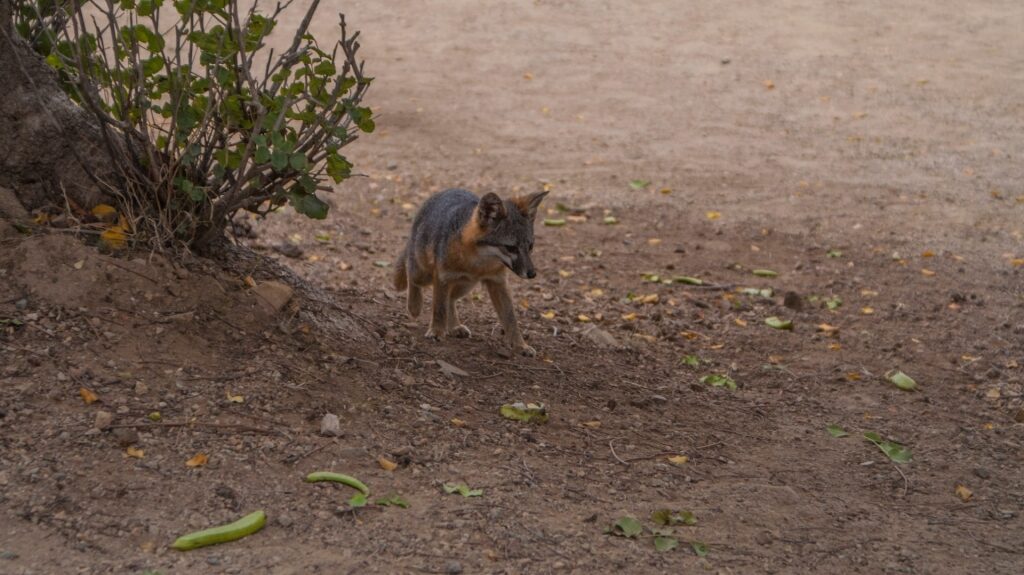 Gray fox in Catalina Island