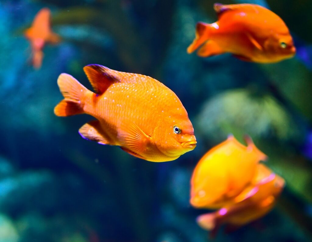 Garibaldi in Catalina Island