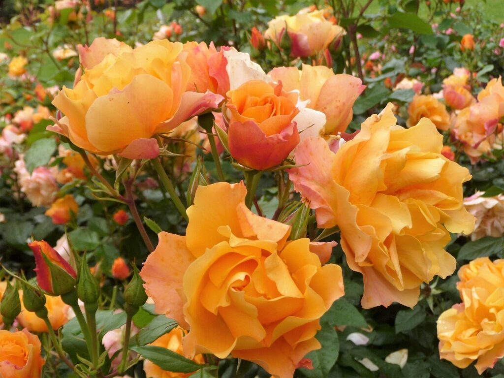 Roses at the International Rose Garden