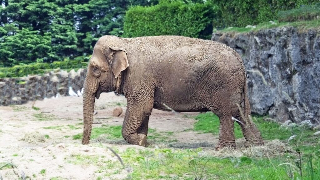 Elephant in Belfast Zoo
