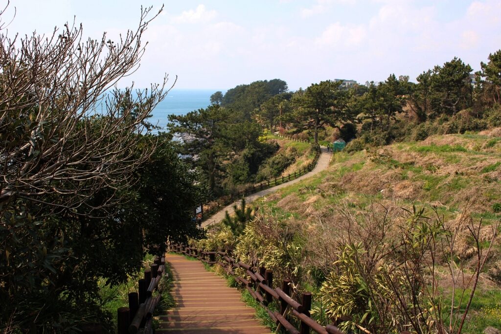 Pathway in Jeju Olle Trail