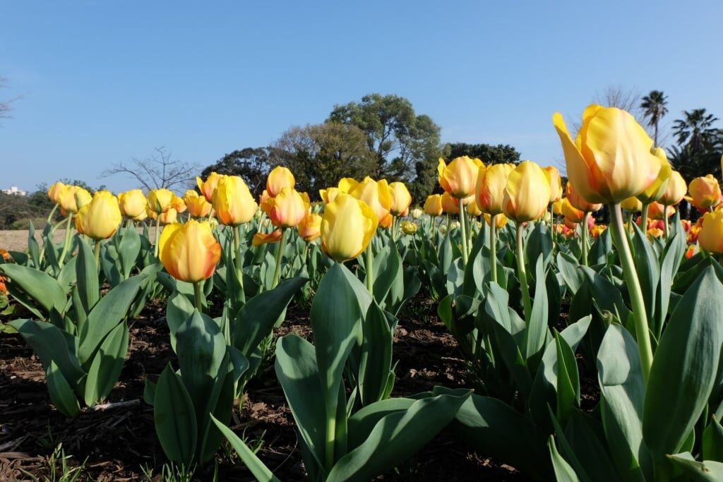 Tulips in Yeomiji Botanical Garden