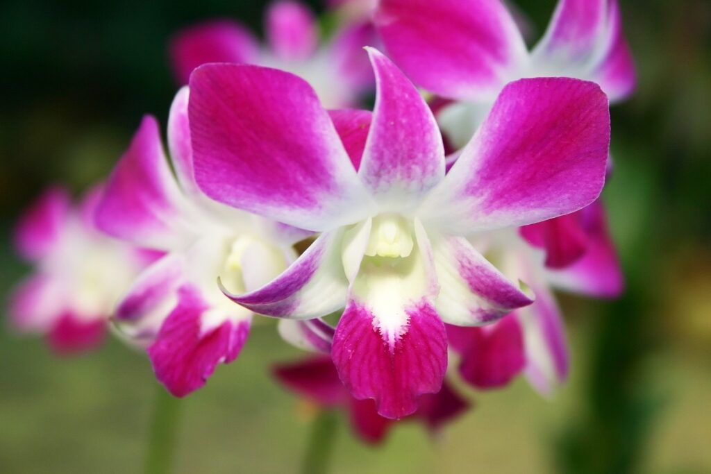 Orchid in Singapore