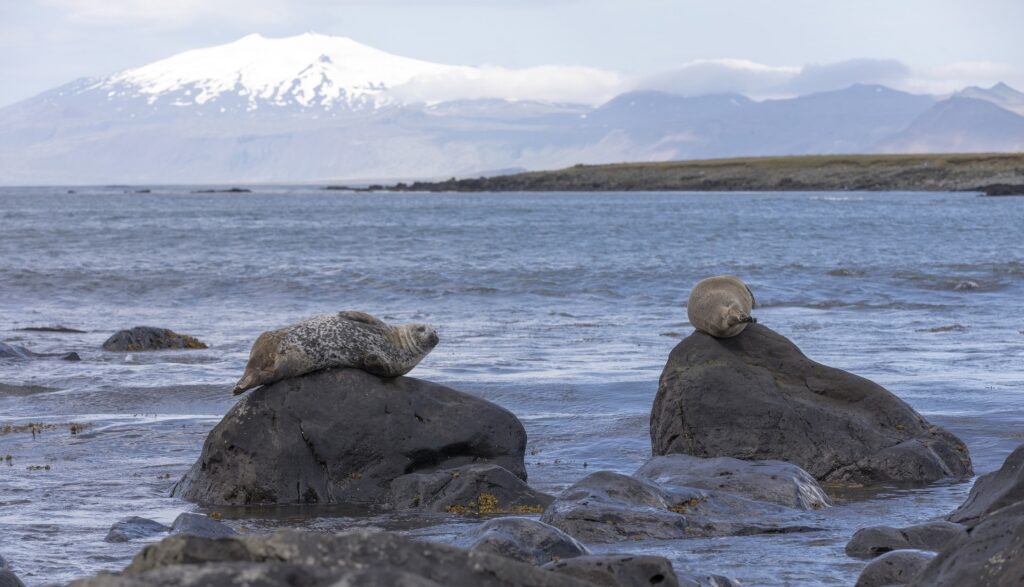 Seals in Ytri-Tunga Beach