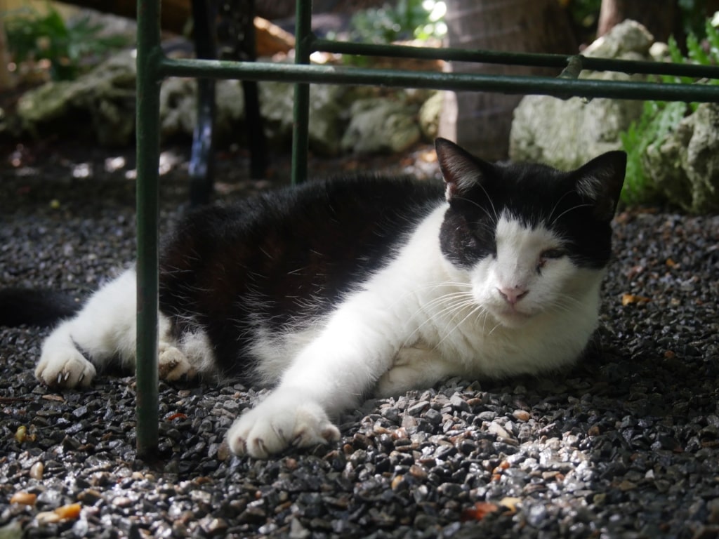 Six-toed cat at the Ernest Hemingway House