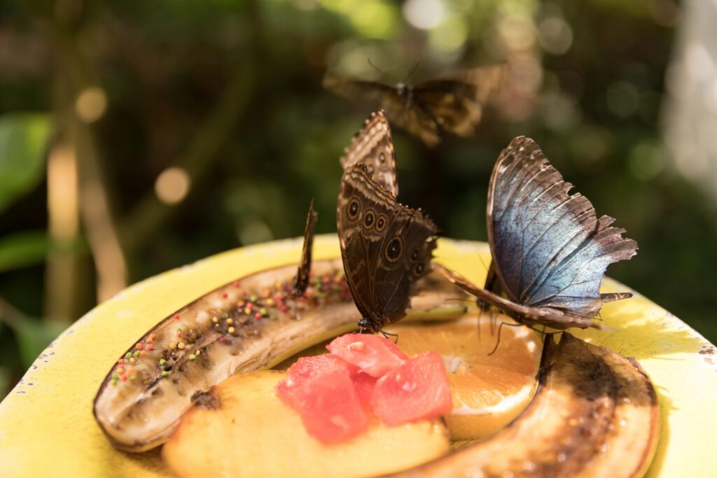 Butterflies eating fruits
