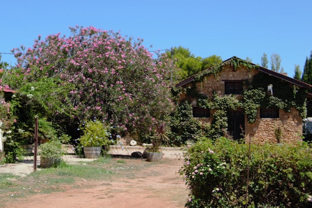 Vineyard in Katakolon