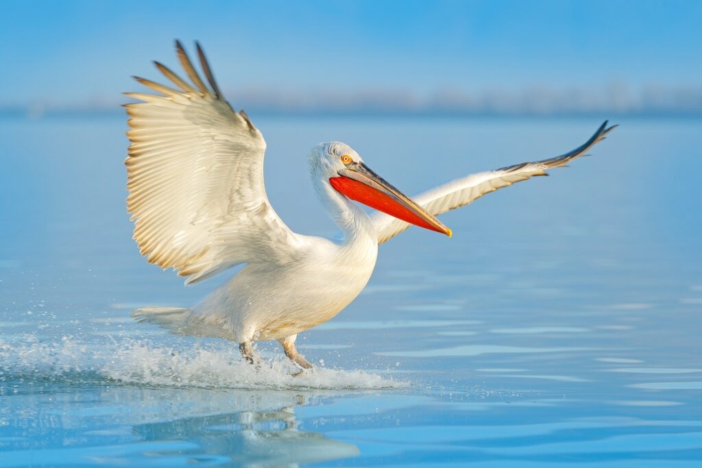 Dalmatian pelican on a lake
