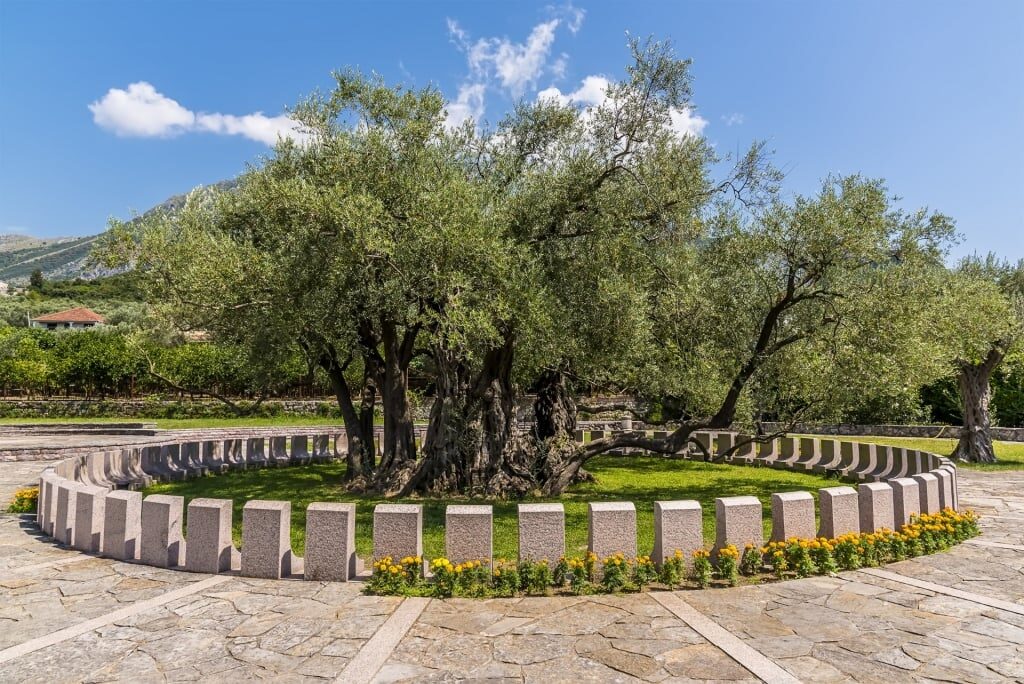 Old Olive Tree in Montenegro