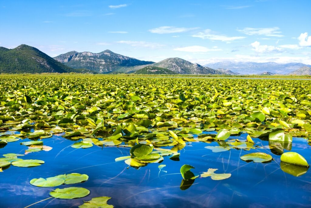 Calm waters of Skadar Lake