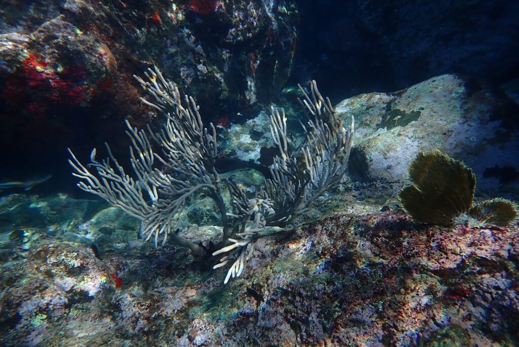 Marine life in Anse Chastanet, St. Lucia