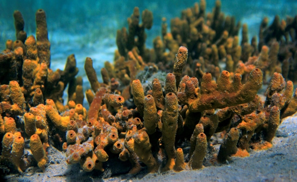 Caribbean coral reefs - Champagne Reef, Dominica