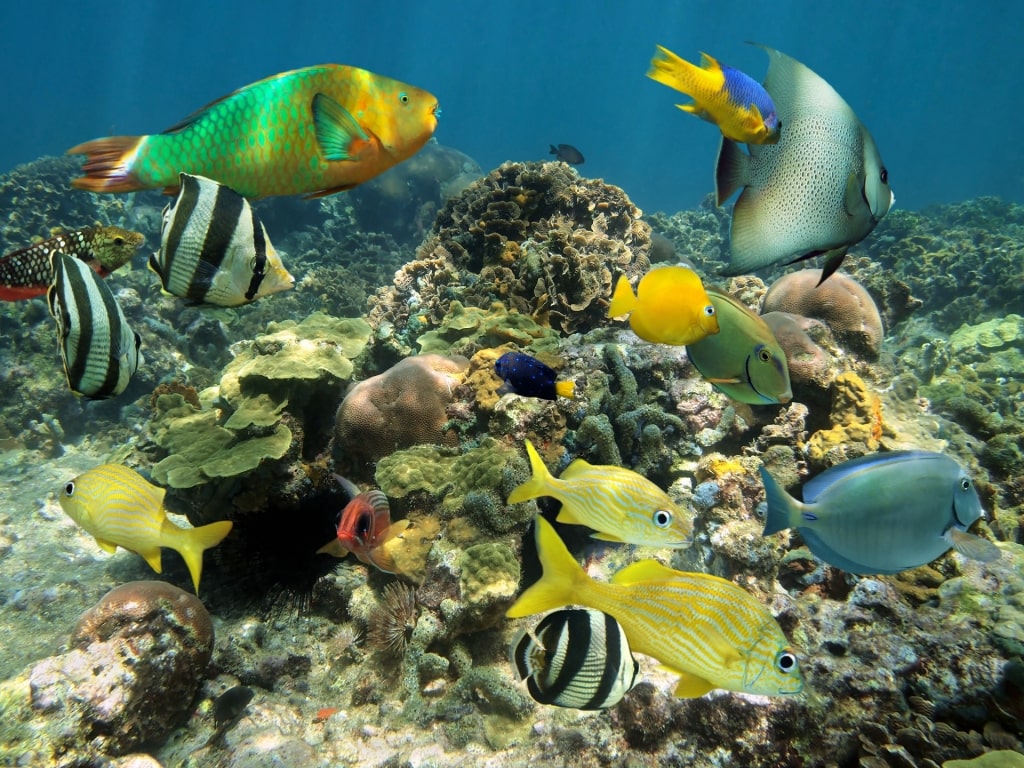 Marine life in Devil’s Reef, Jamaica