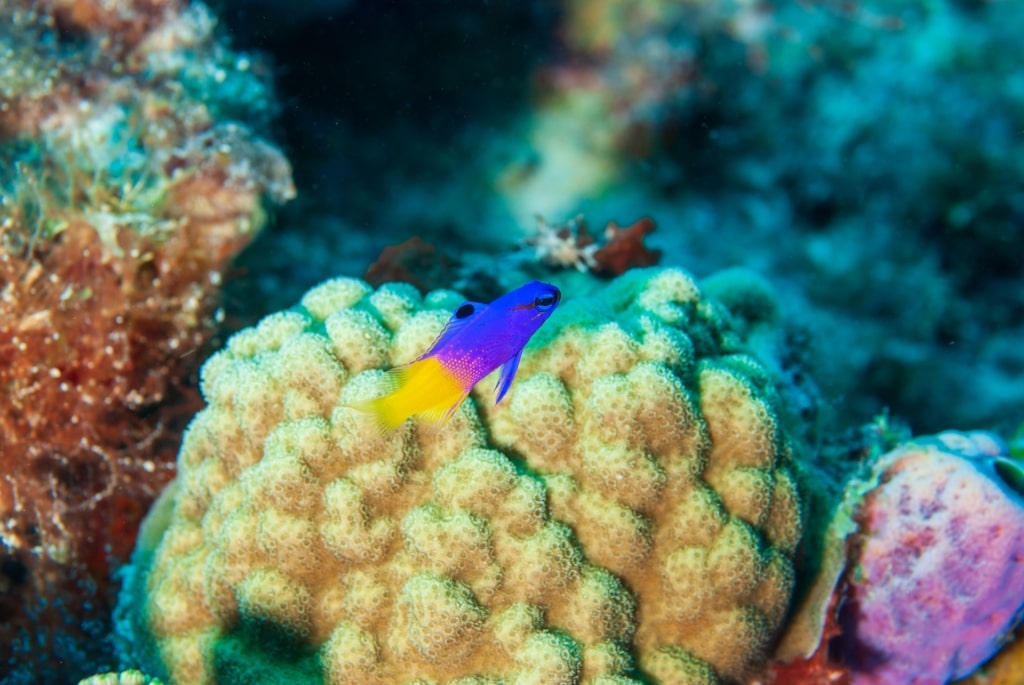 View of the Klein Bonaire Reef, Bonaire