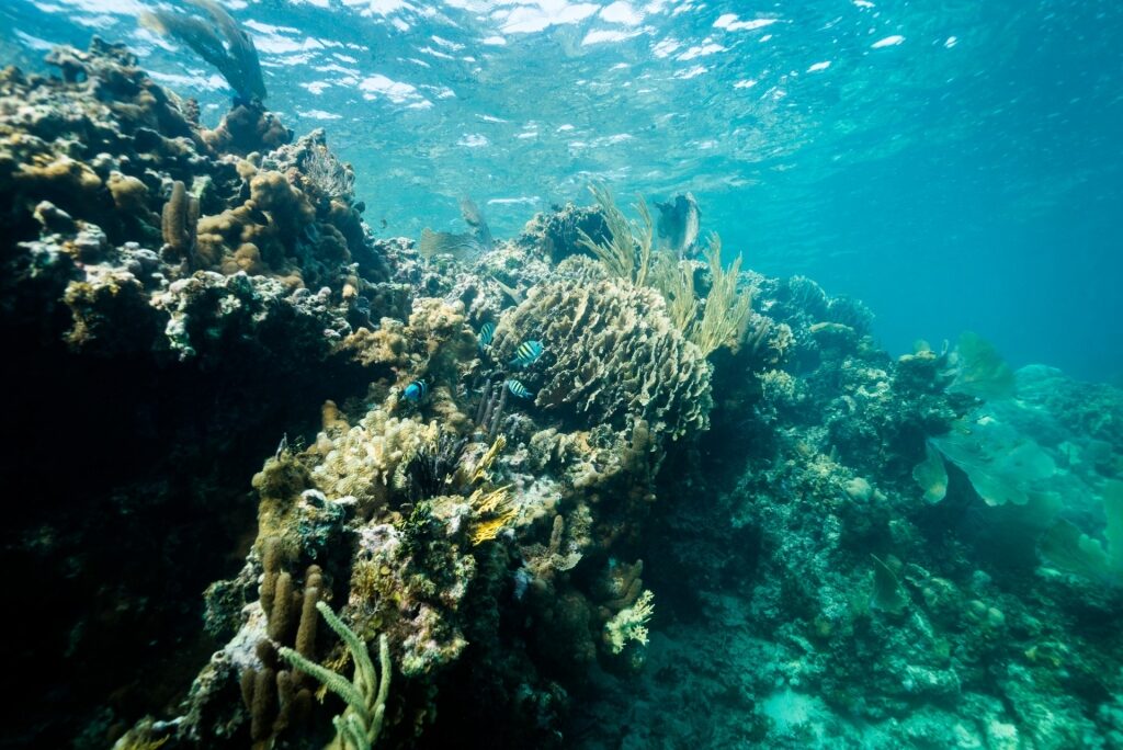 Coral reefs of Mesoamerican Reef, Belize