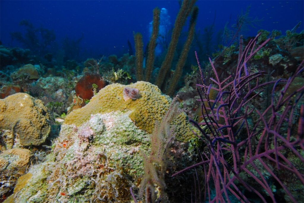View of Palancar Reef, Cozumel