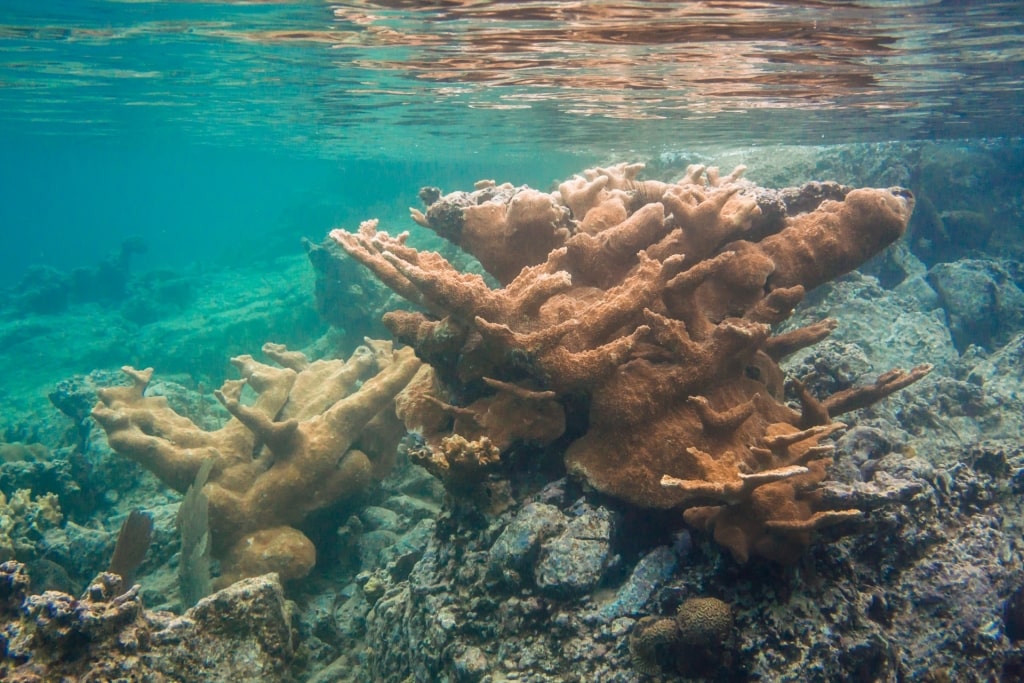 View of Trunk Bay Underwater Trail in St. John, USVI