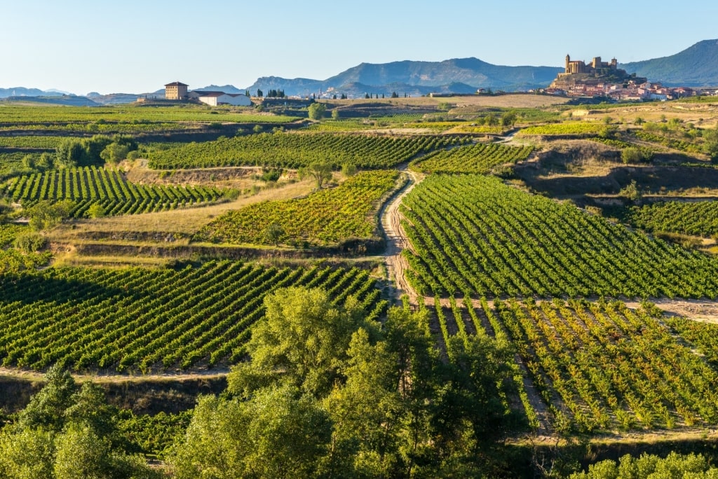 Vineyards in La Rioja, near Bilbao