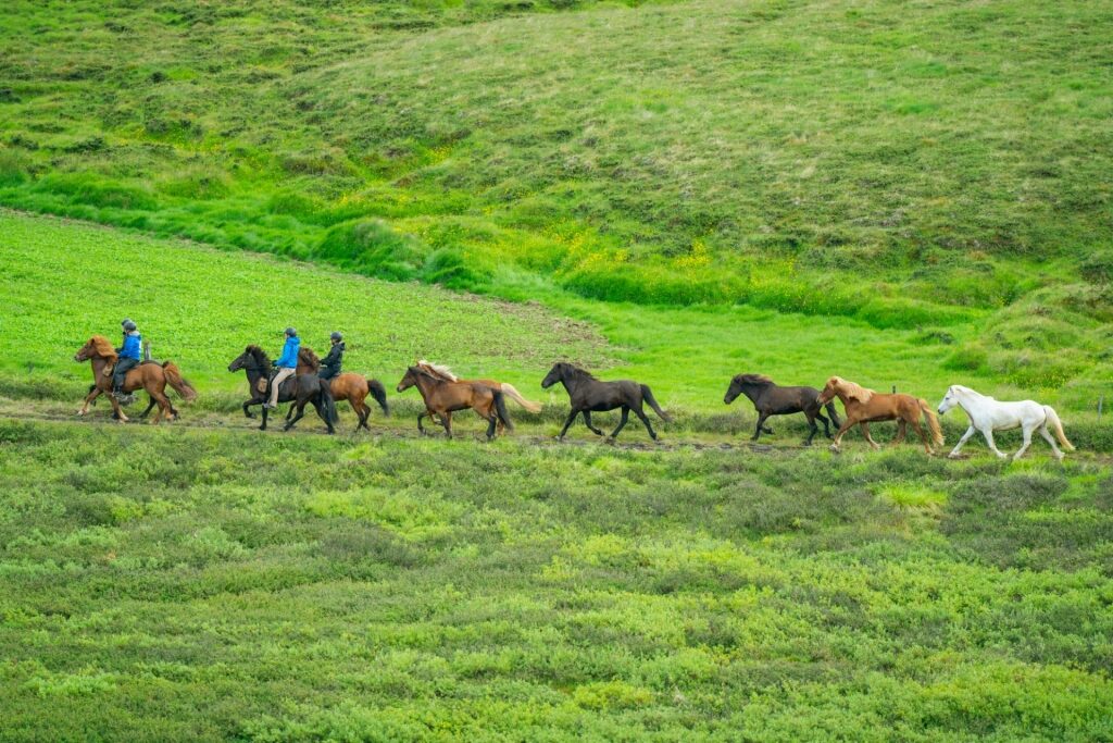 Horses along Skútustaðir