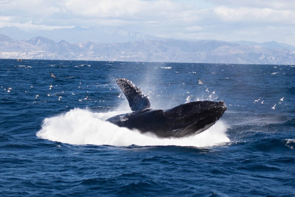 Humpback whale spotted in Santa Barbara