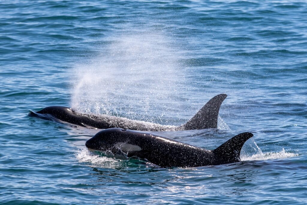 Orcas in Alaska