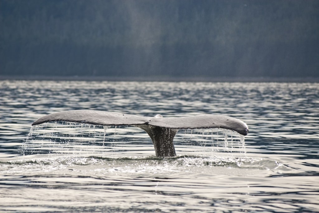 Humpback whale in Alaska