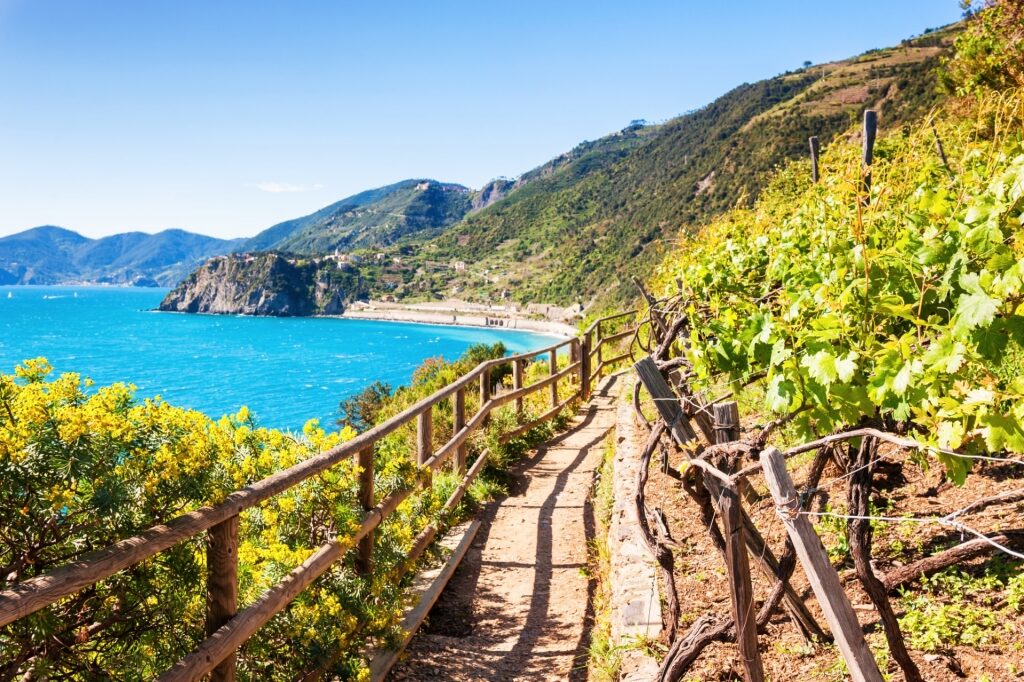 Trail in Cinque Terre National Park