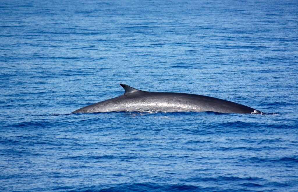 Fin whale spotted in Italy