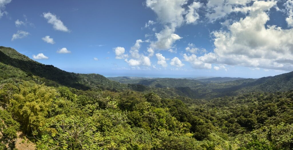 Lush landscape of El Yunque Rainforest, Puerto Rico