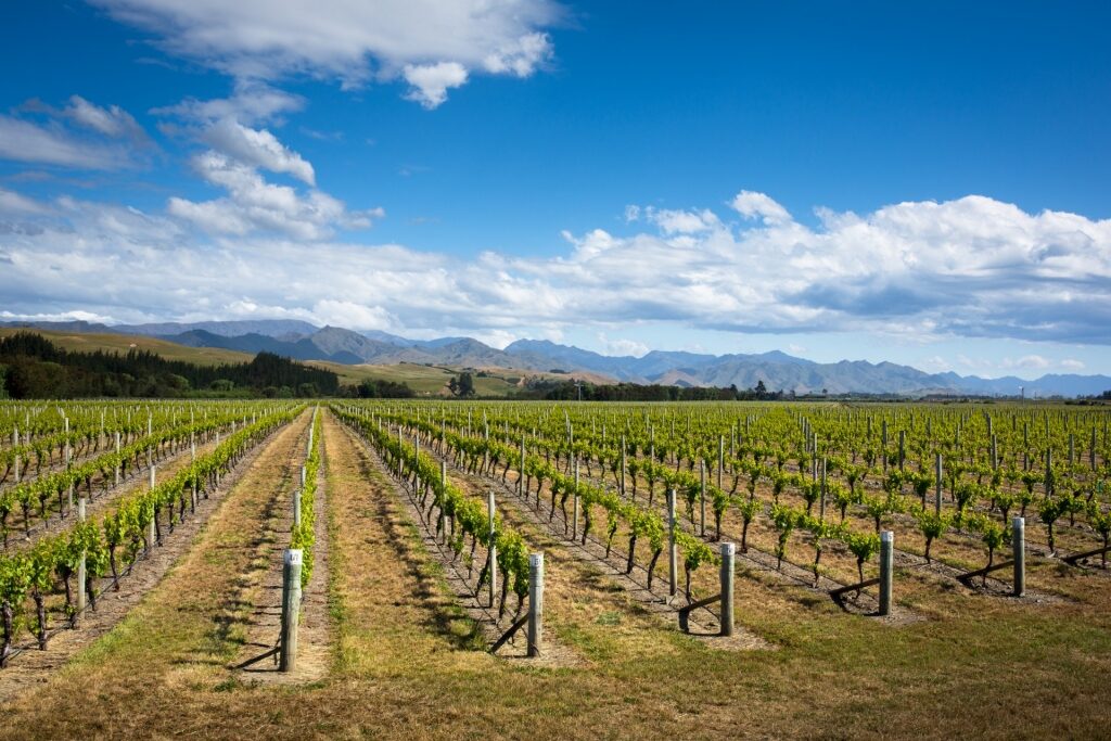 Vineyard in Blenheim in Marlborough, South Island