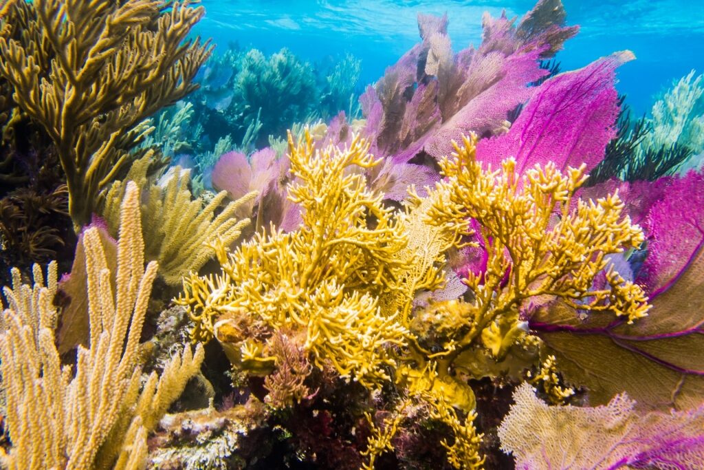 Marine life in Mesoamerican Barrier Reef, Costa Maya