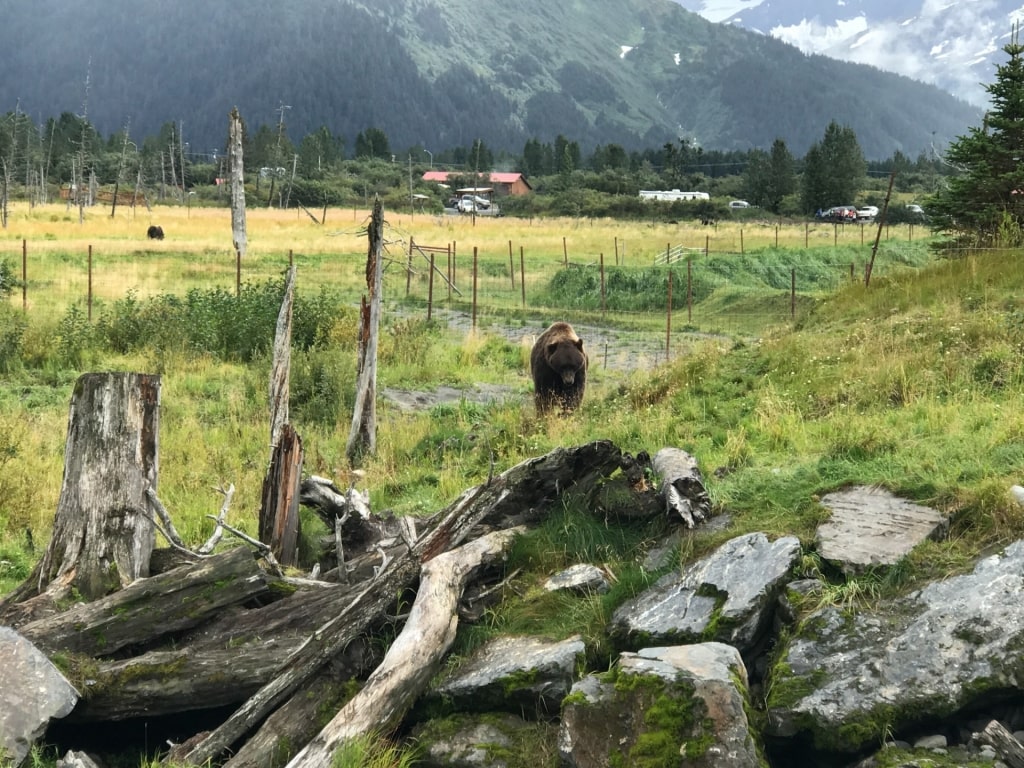 View of Alaska Wildlife Conservation Center