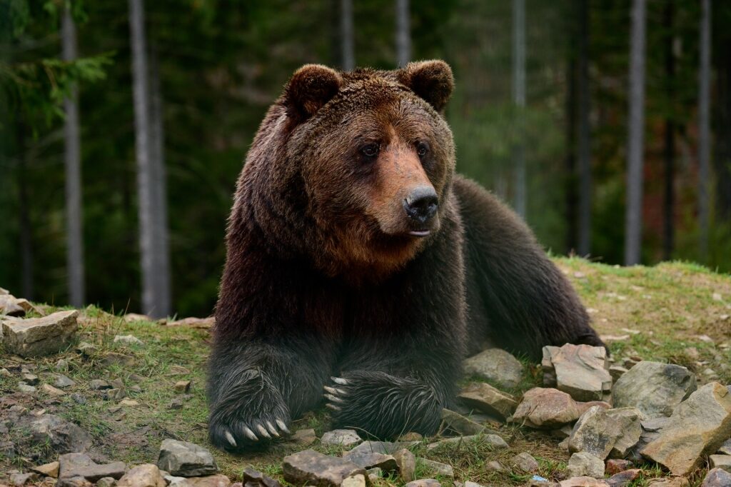 Brown bear spotted in Anchorage
