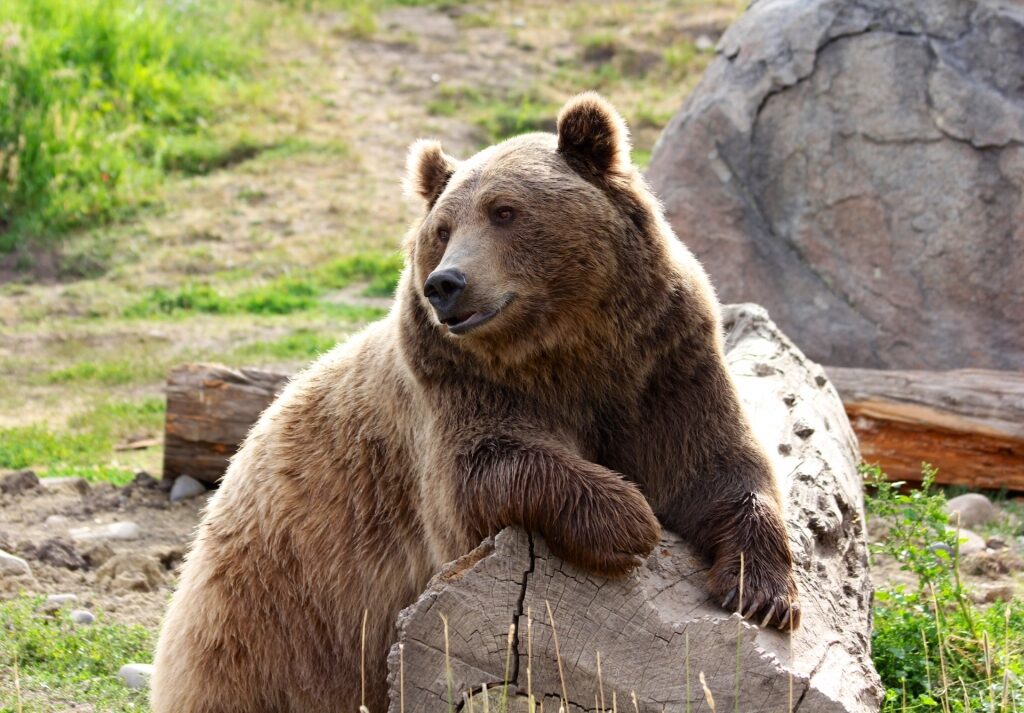 Brown bear in Alaska Zoo