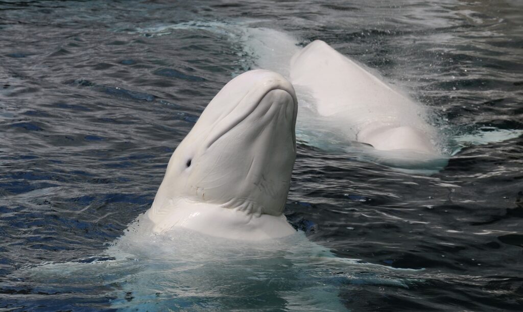 Beluga whales spotted in Alaska