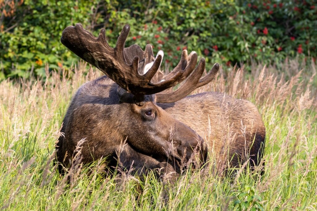 Moose in Alaska