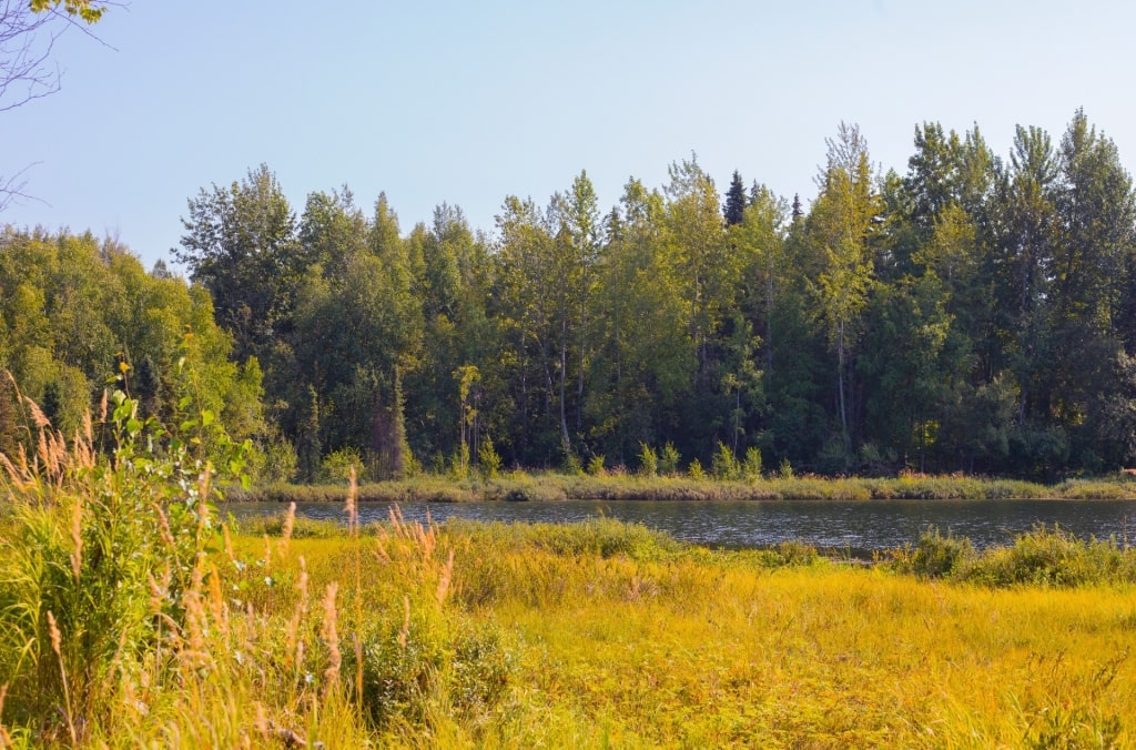 Lush landscape of Kincaid Park