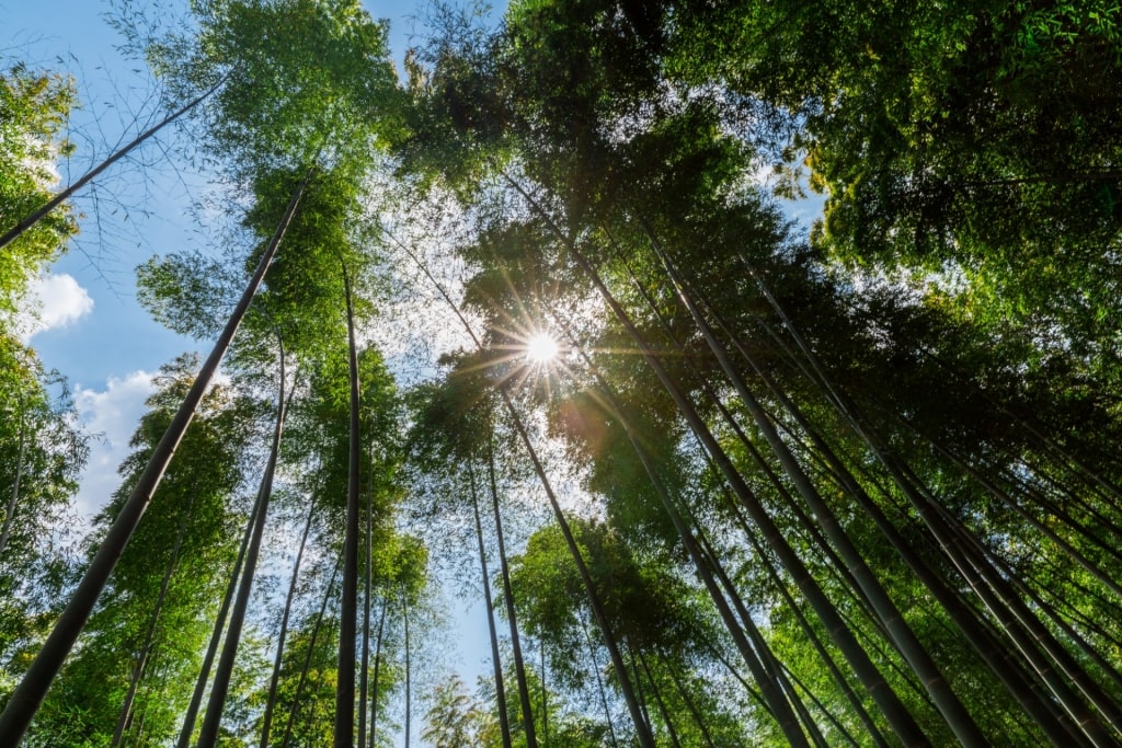 View of Arashiyama Bamboo Grove, Japan