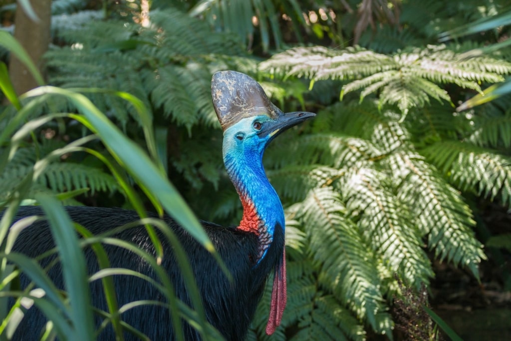 Cassowary spotted in Australia