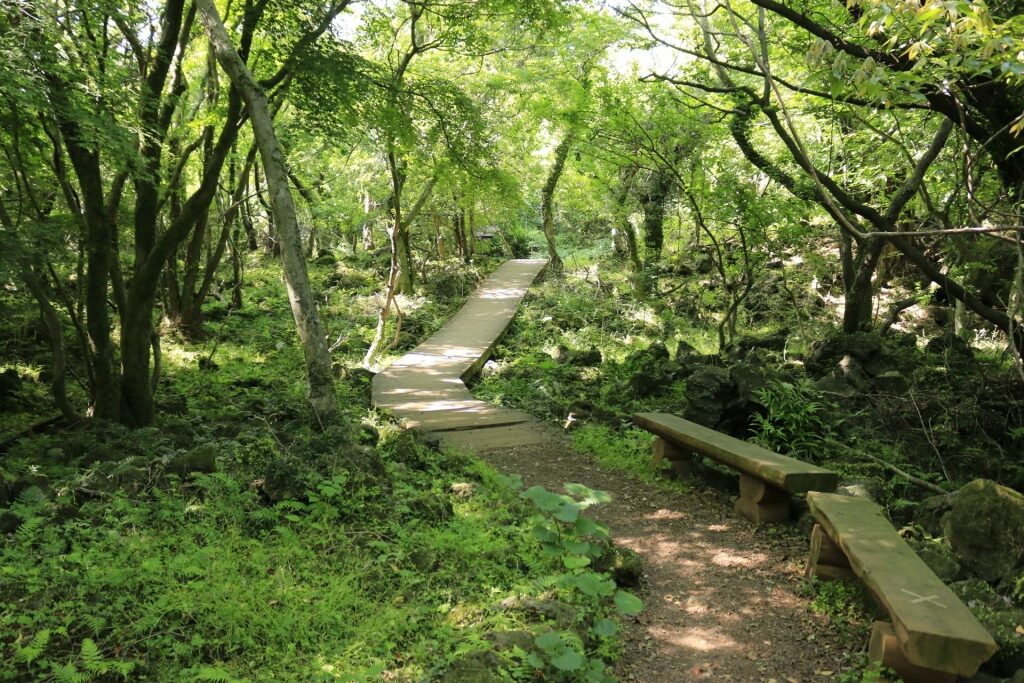 Lush landscape of Gotjawal Forest, Jeju Island, Korea
