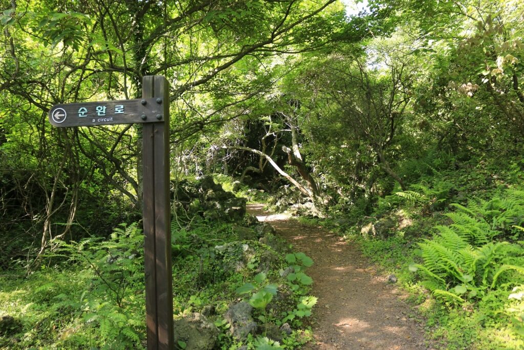 Pathway in Gotjawal Forest on Jeju Island, Korea