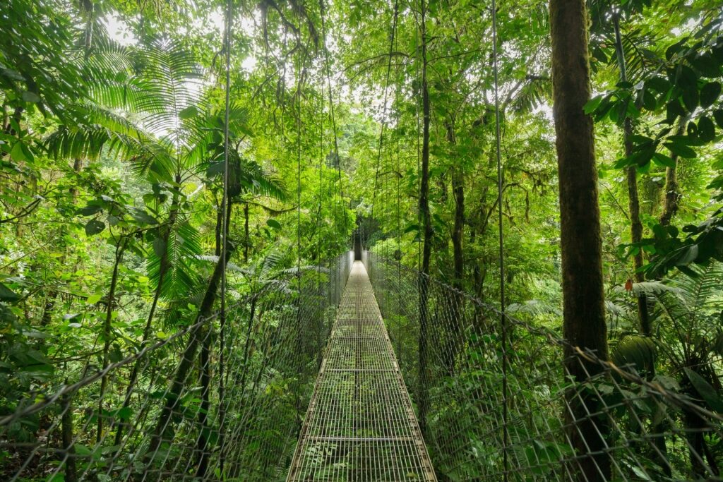 Monteverde Cloud Forest, one of the most beautiful forests in the world