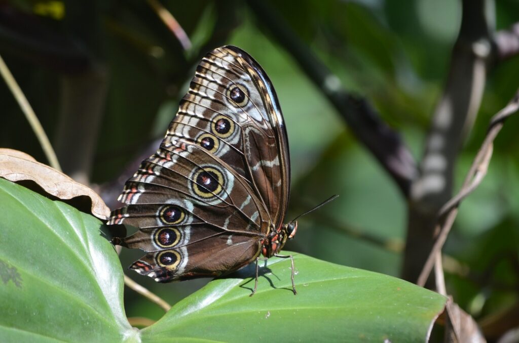 Blue morpho butterfly in Costa Rica